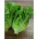 1000 LITTLE GEM LETTUCE SEEDS (NON-GMO SEEDS! HEIRLOOM