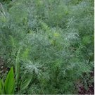 Dukat Dill Seeds | 1000 Seeds | Heirloom / Non-GMO
