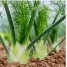 6oo Florence Fennel Seeds | Heirloom / Non-GMO Herb Seeds
