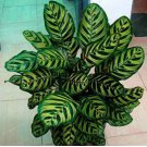100 Calathea Seeds Foliage Plant, Green and Dark Green Leaves with Yellow Stripes