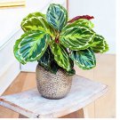 Calathea Seeds Air Freshening Plants Beautiful Flowers Seeds Office Desk Bonsai 50pcs