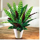 Calathea Seeds Air Freshening Plants Beautiful Flowers Seeds Office Desk Bonsai 50pcs