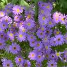 Blue Swan River Daisy Seeds 2500 – Vibrant Blue Brachyscome for Borders, Pots & Pollinator Gardens