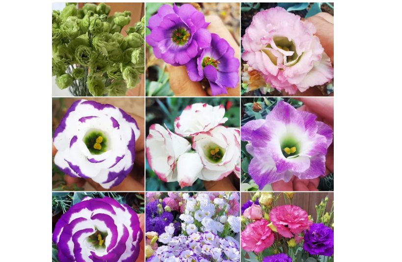 100 Mixed Eustoma (Lisianthus) Seeds &acirc;�� High Germination Rate