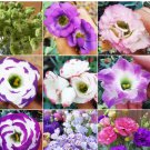 100 Mixed Eustoma (Lisianthus) Seeds – High Germination Rate