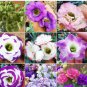 100 Mixed Eustoma (Lisianthus) Seeds &acirc;�� High Germination Rate