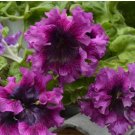 200 Petunia Seeds, 'Superbissima Nana Wine Red'