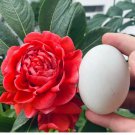 10 Premium 'Buddha's Hand' Double Impatiens Seeds - Large Red Blooms, 40-50 cm Height 10 Premium 'Buddha's Hand' Double Impatiens Seeds - Large Red Blooms, 40-50 cm Height