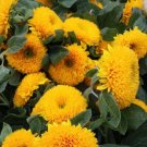100 Teddy Bear Sunflower Seeds, Ornamental Potted Sunflower with Bright Blooms