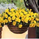 100 Bingo Series Yellow Pansy F1 Seeds | Early-Maturing, Cold-Tolerant, and Heat-Resistant Blooms