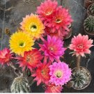 100 Echinopsis Cactus Seeds Mixed, Easy-Care Large Bloom, Year-Round Flowering Greenery
