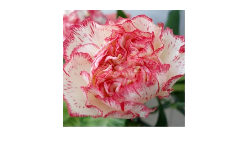 100 Carnation Seeds Flower Seeds