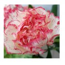 100 Carnation Seeds Flower Seeds