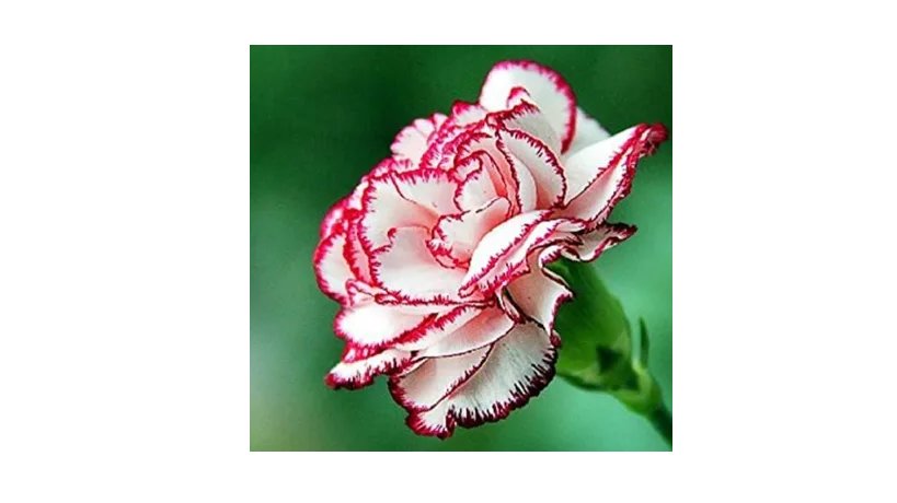 100 Carnation Seeds Flower Seeds