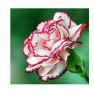 100 Carnation Seeds Flower Seeds