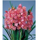 150 Chinese Cymbidium Orchid Flower Seeds