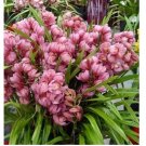 150 Chinese Cymbidium Orchid Flower Seeds