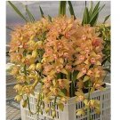 150 Chinese Cymbidium Orchid Flower Seeds