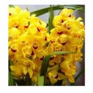 150 Chinese Cymbidium Orchid Flower Seeds