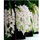 150 Chinese Cymbidium Orchid Flower Seeds