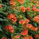 100 Seeds of Chinese Trumpet Vine - Campsis grandiflora