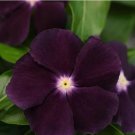 'Blackberry' Vinca Rosea | Elegant Black Rose Periwinkle for Your Garden 100 Seeds