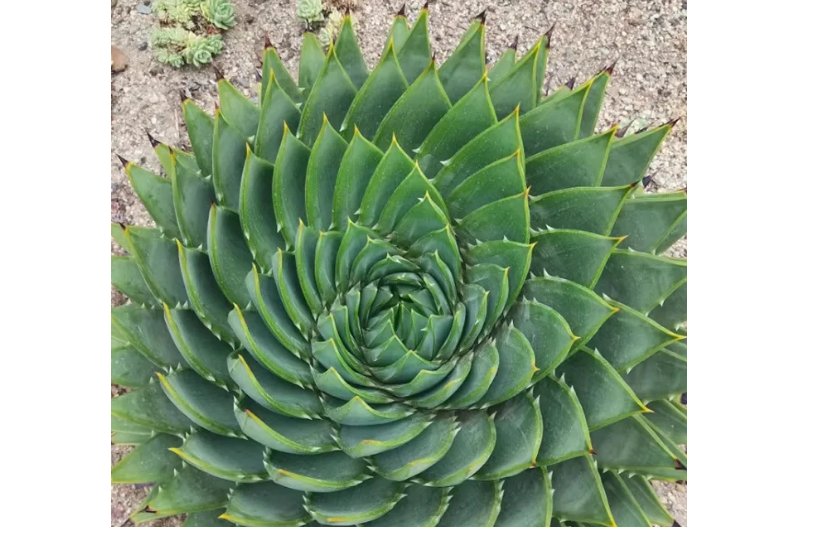 5 Aloe Polyphylla Seeds
