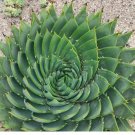 5 Aloe Polyphylla Seeds