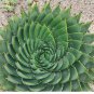 5 Aloe Polyphylla Seeds