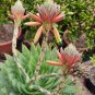 5 Aloe Polyphylla Seeds