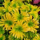 100 Chrysanthemum-Like Yellow Coleus Seeds with Green Center