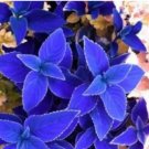 100 Vibrant 'Jingdian' Series Coleus Seeds - Purplish Blue Leaves with White Serrated Edges