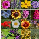 ALL PERENNIAL 1200 Wild Flower Mix. Seeds Pollinator Food, Garden Heirloom