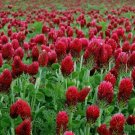 1200 Clover CRIMSON RED Flower Seed. Pollinator Food, Heirloom, Non-GMO
