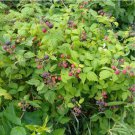 ORGANIC 120+ BLACK RASPBERRY  Seeds, MADE IN USA, Garden FRESH