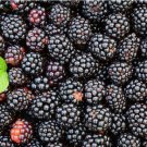 Organic , 120+ Blackberry seeds , Non-GMO, Healthy Garden Fruit Organic , 120+ Blackberry seeds , Non-GMO, Healthy Garden Fruit
