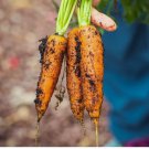 1,200+ Carrot Seeds, Heirloom, NON GMO, Fresh seed stock Organic