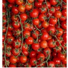 Organic 20+ Sweetie Cherry Tomato Seeds, NON-GMO, Fresh Garden seed, Made in USA