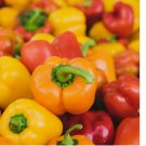 Sweet Mini Bell Pepper Seeds, 20+ Red, Orange, Yellow, NON-GMO, Mixed Color