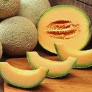 Organic 20 Cantaloupe seed, Sweet Melon, Heirloom, FRESH stock