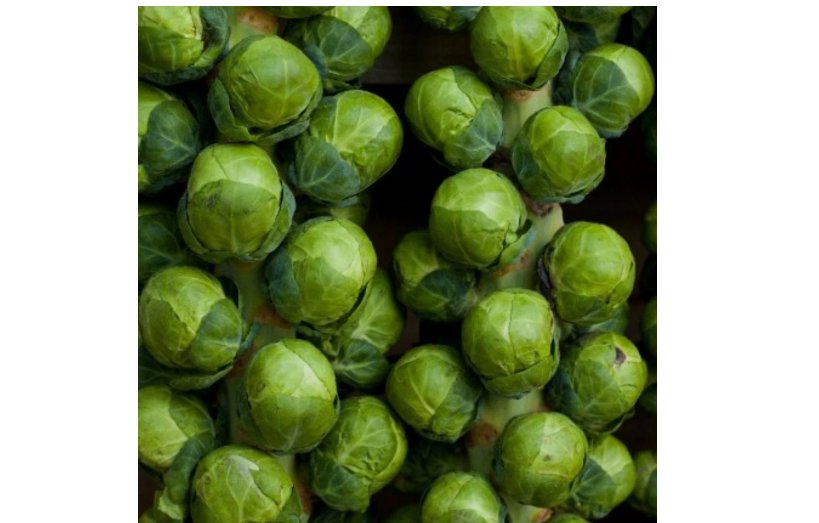 Catskill Brussel Sprouts Seeds Non GMO Vegetable Seeds 500 +  Seeds