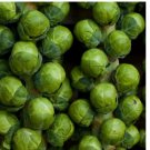 Catskill Brussel Sprouts Seeds Non GMO Vegetable Seeds 500 +  Seeds