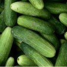 CUCUMBER SEEDS 100 Vegetable GARDEN planting NON-GMO