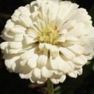 500+ White Zinnia Seeds - Polar Bear Zinnia Seeds