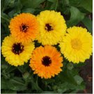 200 Seeds for Calendula FIESTA GITANA DWARF Mix Pot Marigold Heirloom Flowers Edible