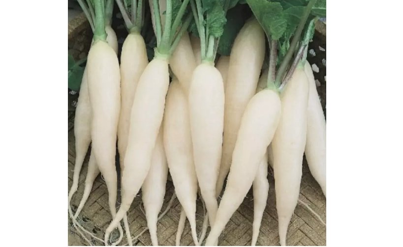 White Icicle Radish Seeds (Raphanus Sativus) 500 Seeds