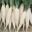 White Icicle Radish Seeds (Raphanus Sativus) 500 Seeds
