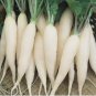 White Icicle Radish Seeds (Raphanus Sativus) 500 Seeds