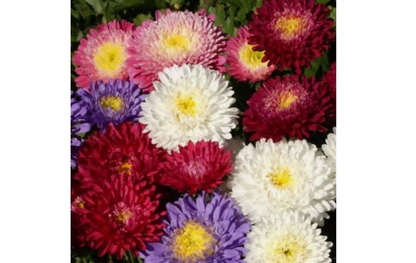 300+ Aster Powder Puff Seed Mix (Callistephus Chinensis) White, Pink, Purple