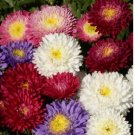 300+ Aster Powder Puff Seed Mix (Callistephus Chinensis) White, Pink, Purple